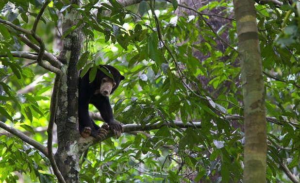 Large mammals are essential for rainforest regeneration